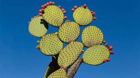 Nopal cactus: Benefits, recipes, and nutrition