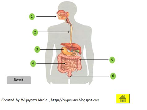 Gambar Organ Pencernaan Manusia - Sistem Pencernaan Manusia Beserta Fungsi Dan Keterangannya ...