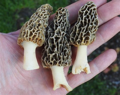 What It Takes To Find Morel Mushrooms - Learn Your Land