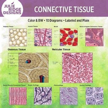 Human Anatomy Connective Tissue Diagrams | Anatomy and physiology ...