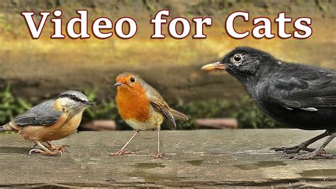 TV for Cats - Birds Sounds and Video - YouTube