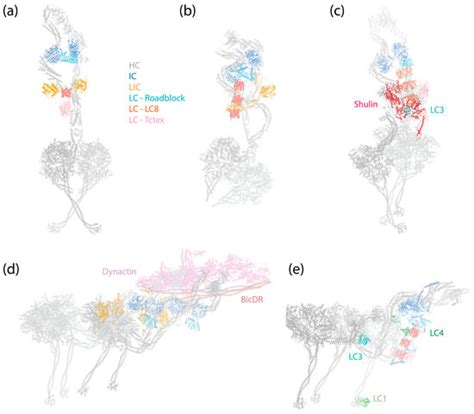 Cells | Free Full-Text | Structure and Function of Dynein’s Non ...