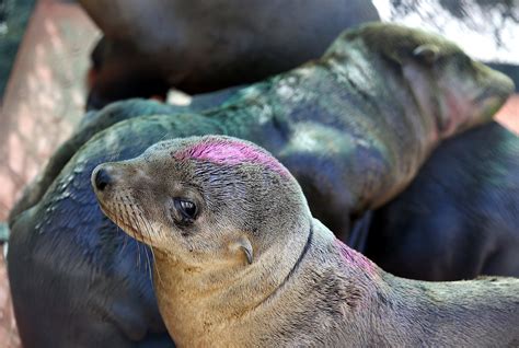 Warmer ocean blamed for struggling sea lion pups found at beaches