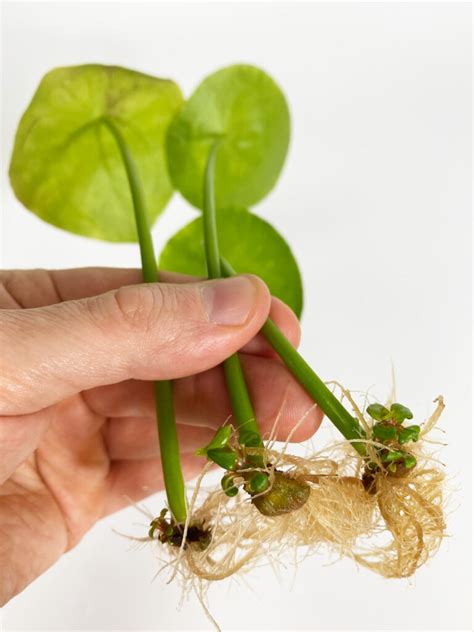 Patio, Lawn & Garden Plants, Seeds & Bulbs Rooted Cutting Chinese Money Plant Pilea ...