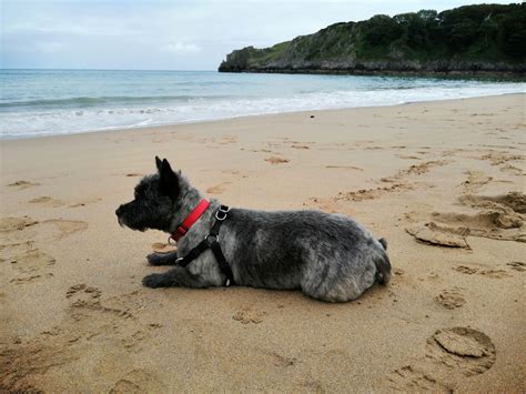 Pembrokeshire - Beautiful Beaches and Coastline - The Fido Trail