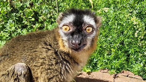 Europe's oldest lemur dies at Paignton Zoo | ITV News West Country