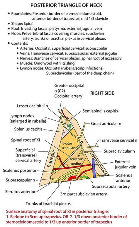 Posterior Triangle of Neck