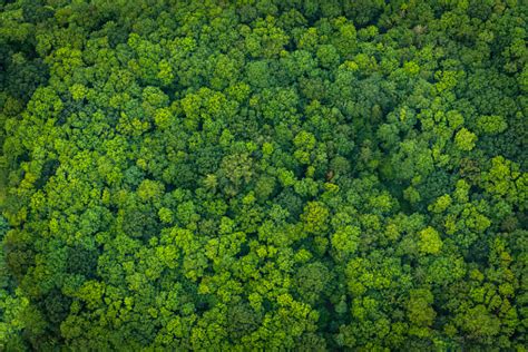 Above the forest – free photo on Barnimages