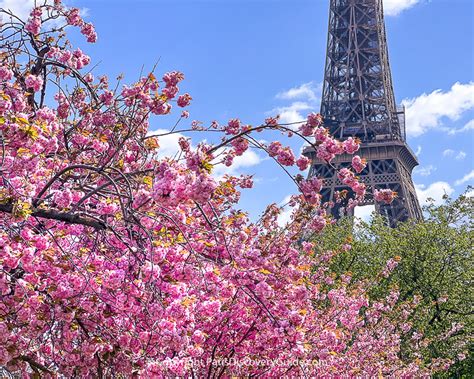 Best Places to See Cherry Blossoms in Paris in 2024