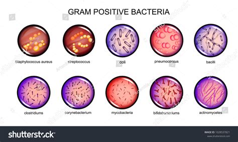 Bacterias Gram Negativas Y Gram Positivas