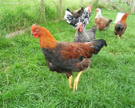 Bellecross Hens: Cockerels - For Sale