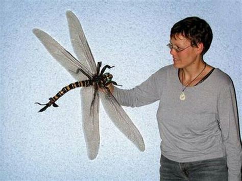 Meet The Largest Known Insect of All Time, With a Wingspan of 2.5 ft ...