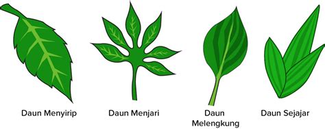 Contoh Gambar Daun Menyirip Menjari Sejajar Gambar Ba - vrogue.co