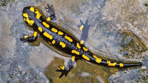 Do Salamanders Live In Water? - Acuario Pets