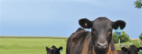 Livestock Identification - Allflex Livestock Intelligence Australia