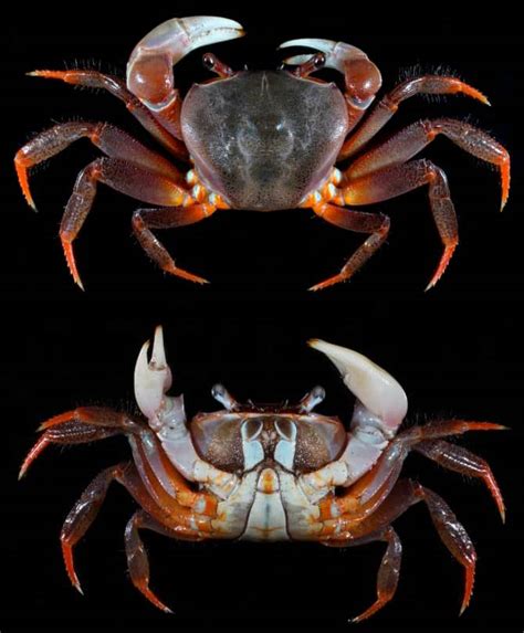 Thai Devil Crab – Detailed Guide: Care, Diet, and Breeding - Shrimp and Snail Breeder