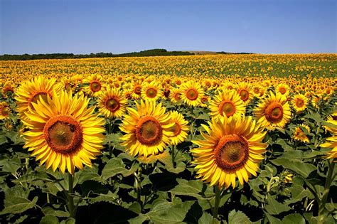 Champs de tournesols | Sonnenblumen, Blumen