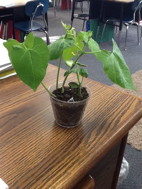 What's Happening in 3A: Lima Bean Plant Update