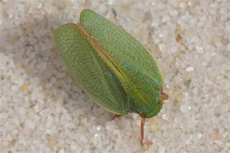 Suborder Auchenorrhyncha – Field Guide to the Insects of Tasmania