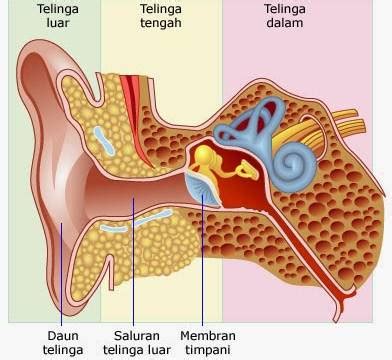 Bagian-Bagian Telinga Beserta Fungsi dan Strukturnya [Lengkap]