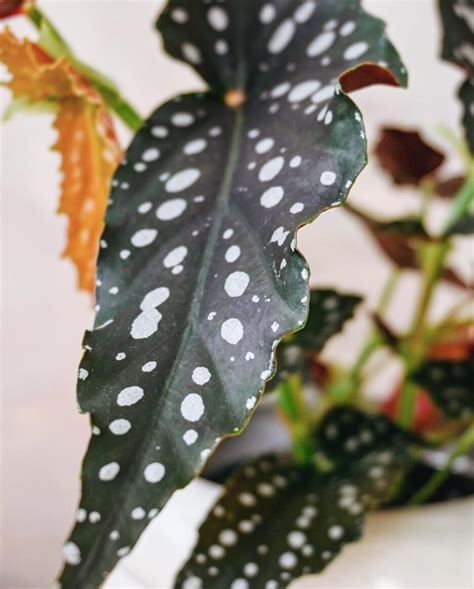 Begonia Maculata – I Got Planty