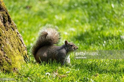 1,241 British Columbia Wildlife Park Stock Photos, High-Res Pictures ...