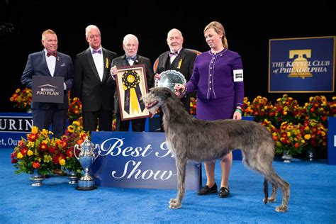 Has A Labrador Ever Won Best In Show