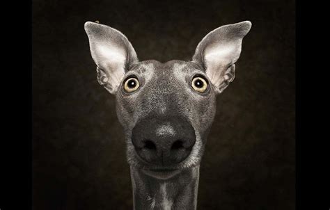 10 Dog Photography Tips by a Pet Photographer