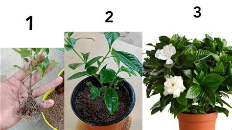 How To Grow Gardenia From Cuttings | Gardenia Plants Cutting | Gandharaj Plant Cuttings - YouTube