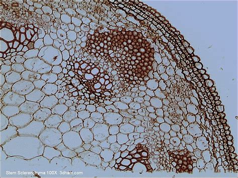 Difference Between Parenchyma Collenchyma and Sclerenchyma