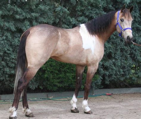 Buckskin Skewbald Standardbred at Stud | Standardbred horse, Horse pictures, Horses