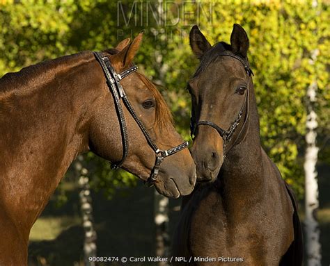 stock photo - Minden Pictures