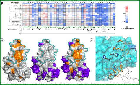 B Cell Epitope Mapping - Map : Resume Examples #Or85RPO1Wz