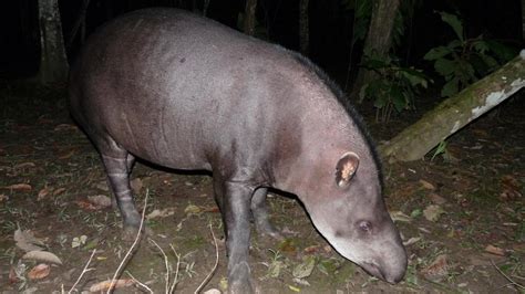 Brazilian Tapir | MarkEisingBirding