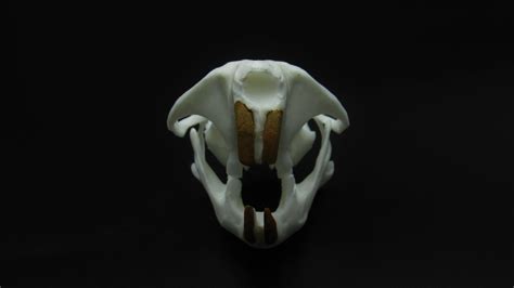 Replica Muskrat Skull