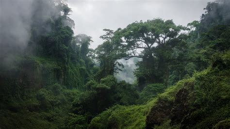 Congo Rainforest - Cool Earth