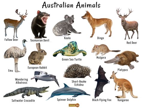 Australian Animals List, Facts, Conservation, Pictures List Of Animals, All About Animals, Types ...