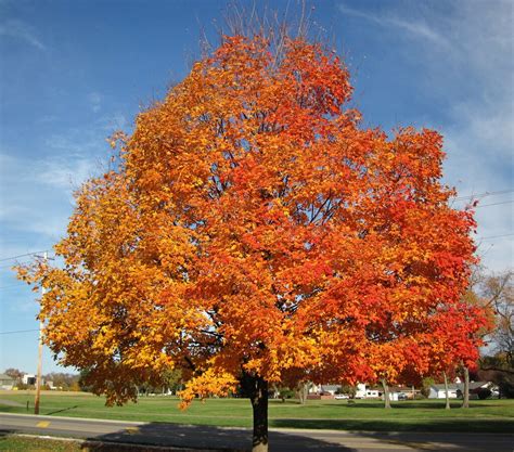 How to Grow Sugar Maples? — Our Tips (that Work)