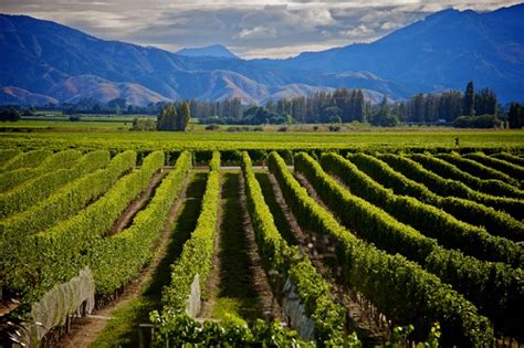 7 Best New Zealand Wine Regions to Visit • Winetraveler