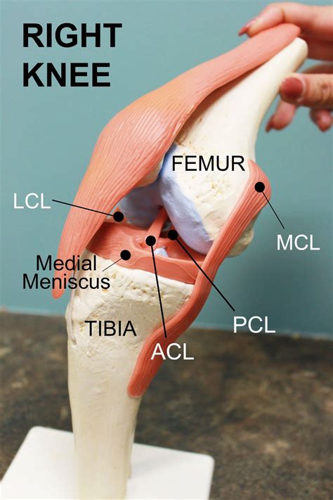 ACL Tears: To Fix or Not to Fix?