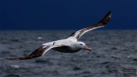 Wandering Albatross Facts | Bird with the Largest Wingspan