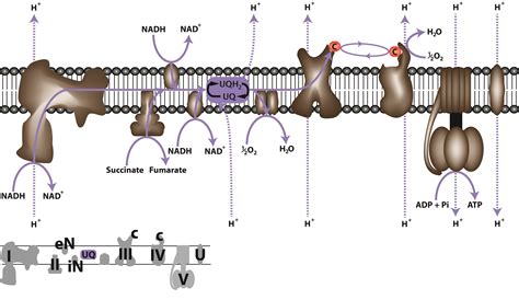 The Electron Transport Chain Is The Final And Most