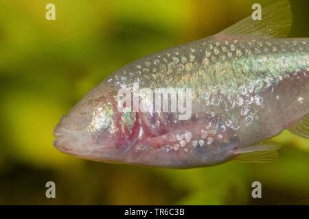 One Blind Cave Characin Astyanax Mexicanus Mexican Tetra Stock Photo ...