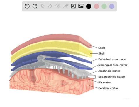 SOLVED:Identify the meningeal layer Analyze and Apply immediately deep to the subdural space. a ...