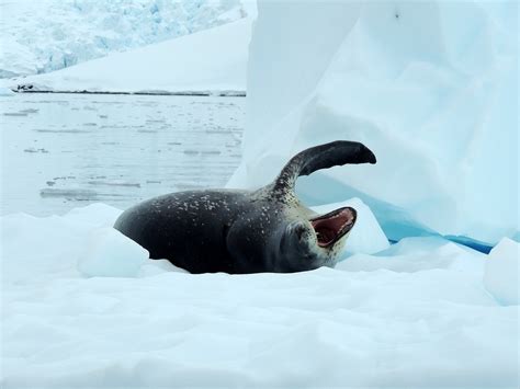 Leopard Seal Iceberg Sea - Free photo on Pixabay - Pixabay