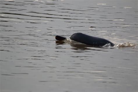 6 Endangered Dolphin Species- American Oceans