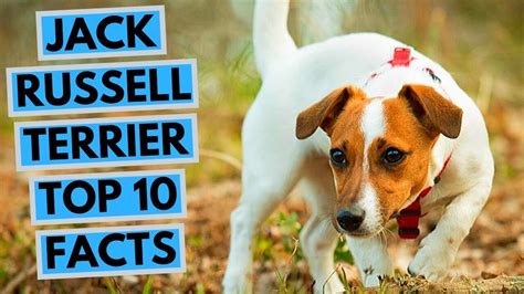 Jack Russell Terrier - TOP 10 Interesting Facts | Jack russell terrier, Jack russell, Russell ...