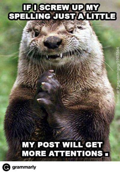 Probably! | Otters funny, Otter meme, Otters cute