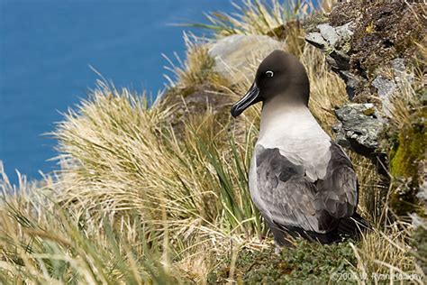 mountaininterval.org - Images from the Antarctic: Light-Mantled Sooty ...