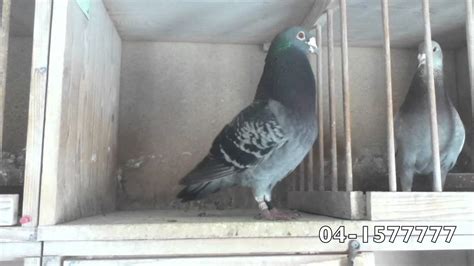 Pigeon Cooing ( 04-1577777) - YouTube